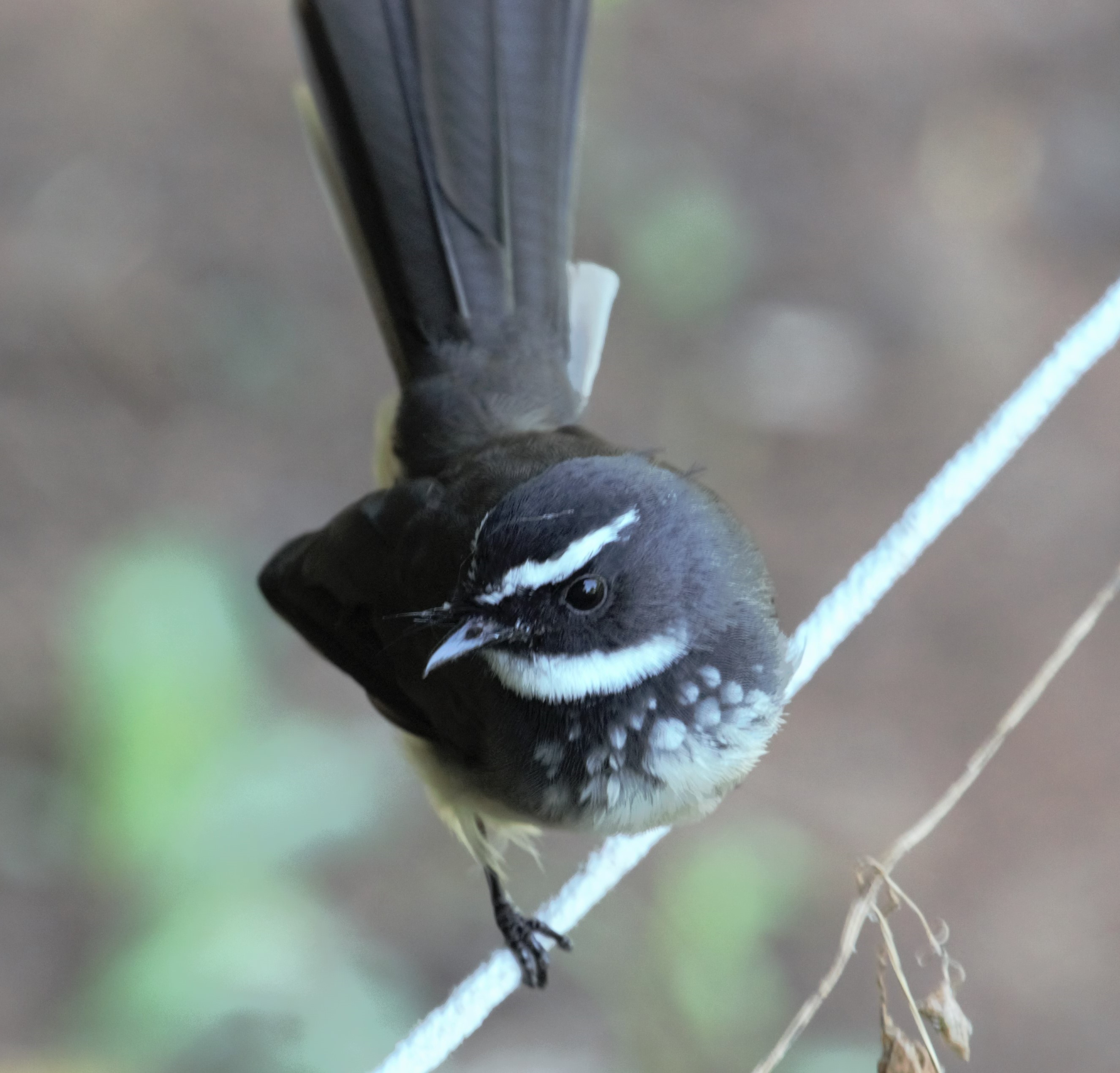White-throated Fantail 